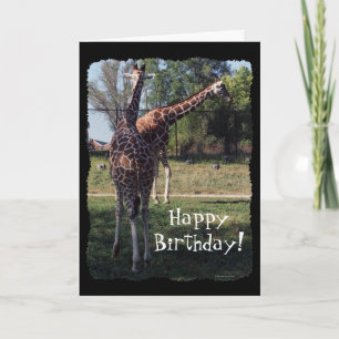 Carte Reticulated Giraffes Birthday Card