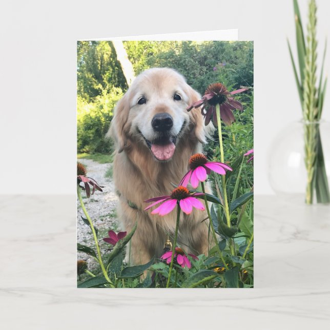 Carte Retriever doré souriant parmi les fleurs roses Bla (Devant)