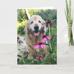 Carte Retriever doré souriant parmi les fleurs roses Bla