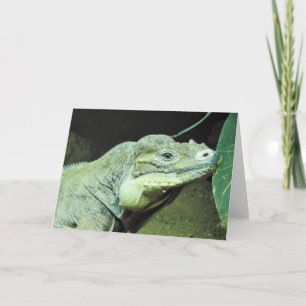 Carte Rhinoceros Iguana