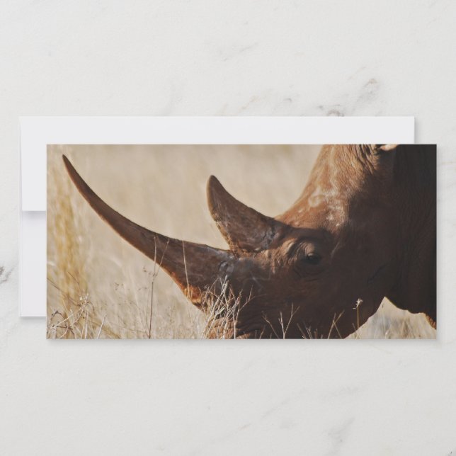 Carte rhinocéros noirs africains aux grosses cornes (Devant)