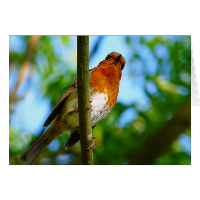 CARTE ROBIN CUTE (Devant horizontal)