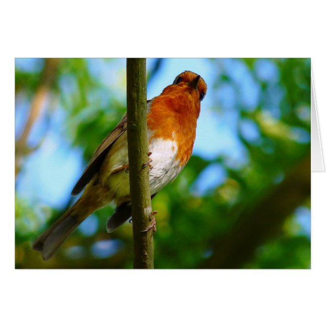 CARTE ROBIN GREETINGS (Devant horizontal)