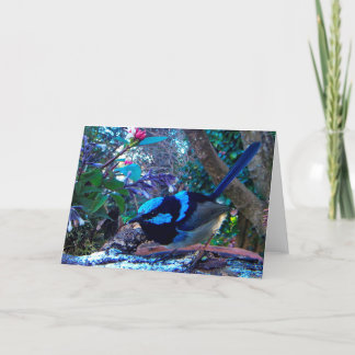 Carte Roitelet féerique superbe bleu, oiseau australien