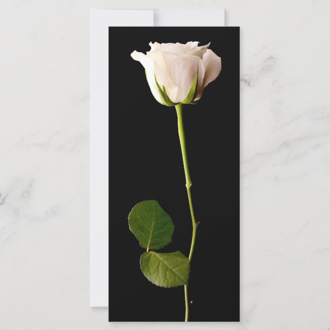 Carte Rose blanche simple sur un arrière - plan noir (Devant)