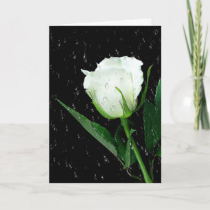 Carte Rose blanche sur noir avec gouttes de pluie