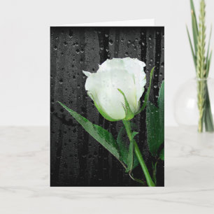 Carte Rose blanche sur noir avec gouttes de pluie