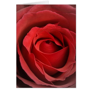 Carte Rose d'amour