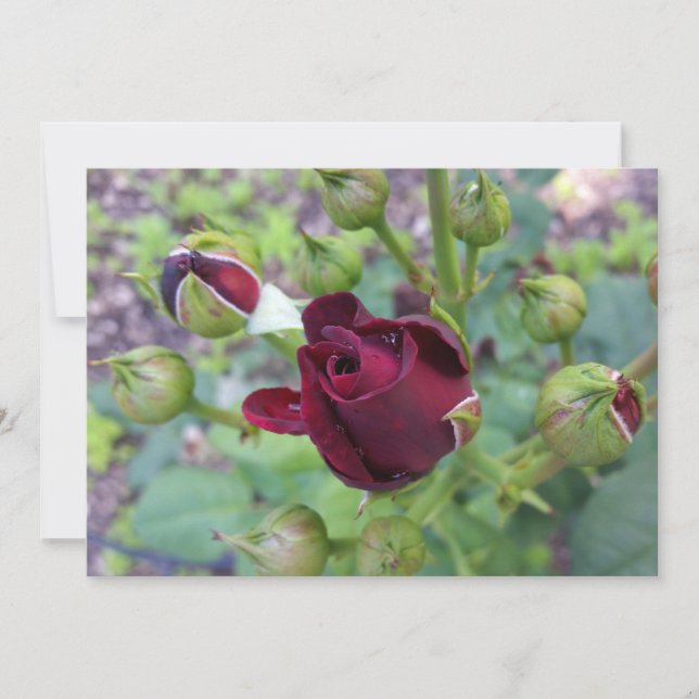 Carte Rose de Bourgogne après la pluie (Devant)