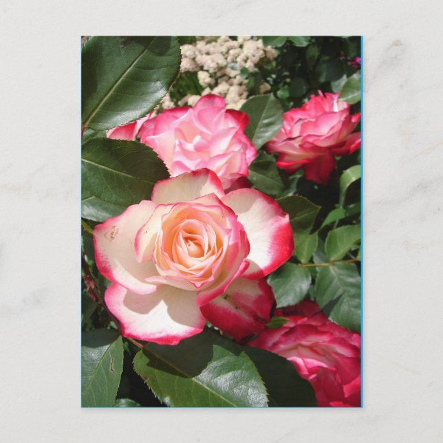 Carte Rose de fleurs Roses rouge et blanc (Devant)