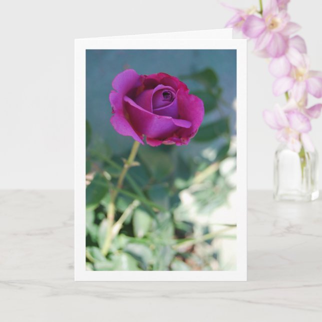 Carte Rose de jardin floral pourpre (Orchidée)
