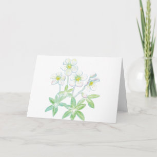 Carte rose de Noël, Helleborus niger