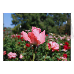 Carte rose de roses
