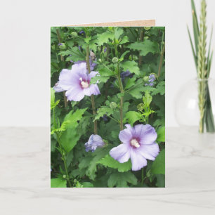 Carte Rose de Sharon Hibiscus Flowers