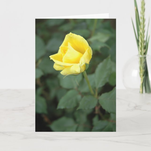 Carte Rose jaune de floraison (Devant)