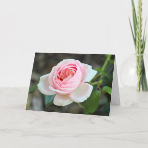 Carte Rose "Joie de Vivre", Roath Park, Cardiff