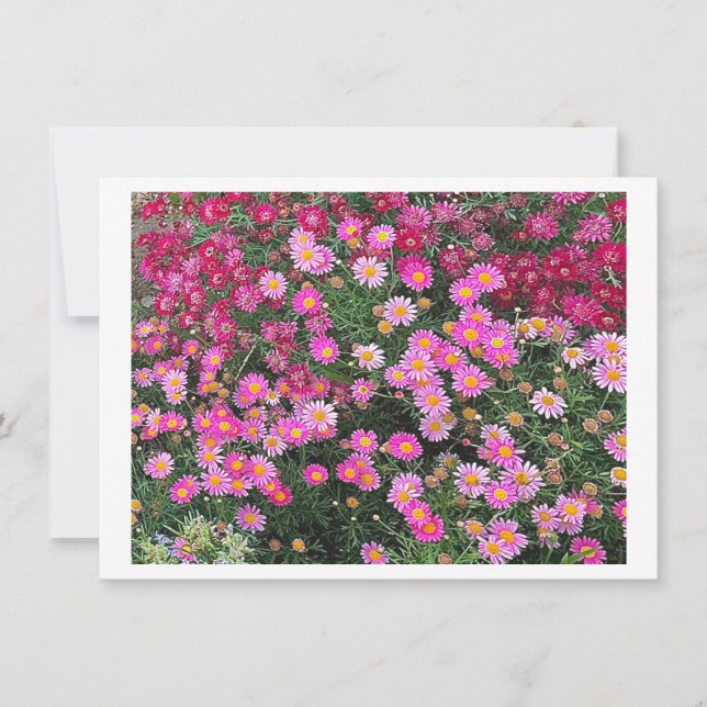 Carte Rose marguerite (Devant)