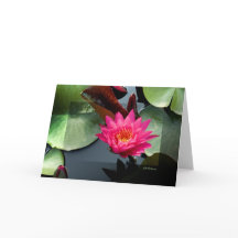 ROSE NÉNUPHAR III