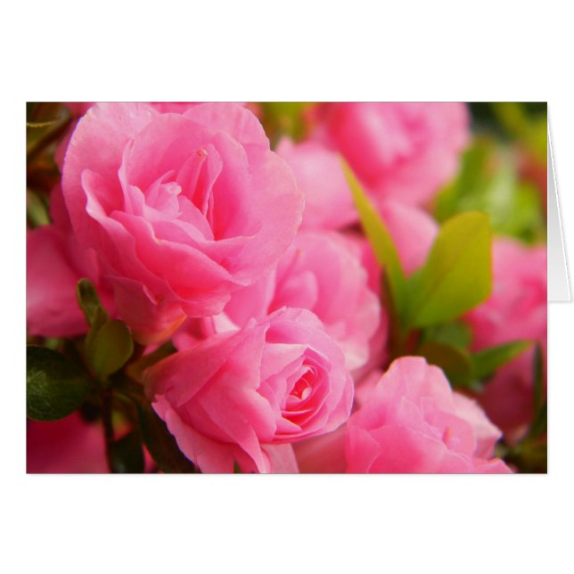 Carte rose rose (Devant horizontal)