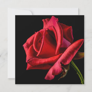 Carte Rose rouge contre Arrière - plan noir