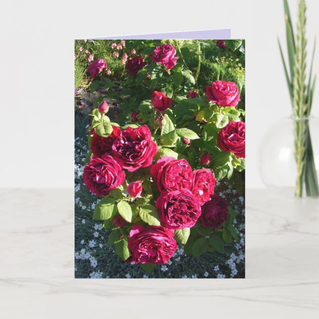 Carte Rose Vintage Fleur Rouge Rose (Devant)