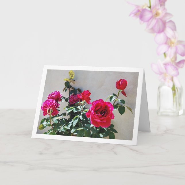 Carte Roses rouges contre mur du jardin (Orchidée)