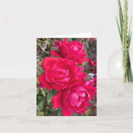 Carte Roses Rouges, Trois Roses Rouges Sombres Dans Un J