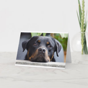 Carte rottweiler 2.png