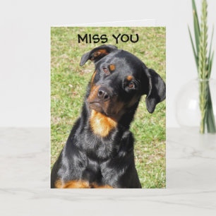 Carte Rottweiler Get Well Bientôt