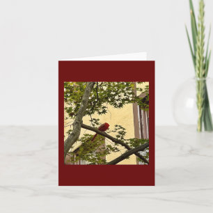 Carte rouge cardinal