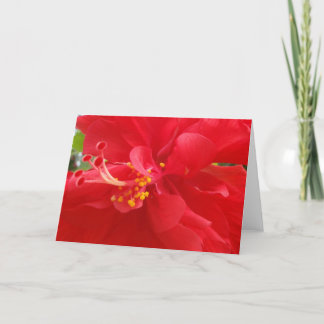 Carte rouge de ketmie