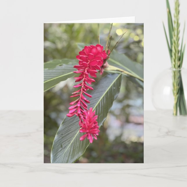 Carte rouge Ginger Note<Blank Inside> (Devant)