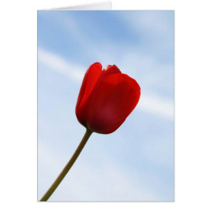 Carte rouge Tulip