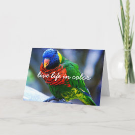 Carte Rouge Vert Bleu Oiseau Vie En Couleur Script Bold