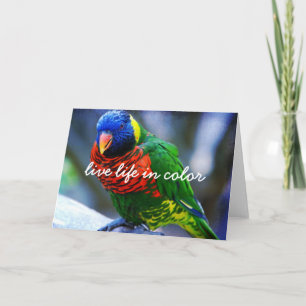 Carte Rouge Vert Bleu Oiseau Vie En Couleur Script Bold