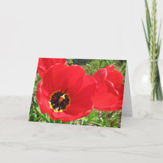 Carte Rouges Rouges Rouges Tulipes-Anniversaire