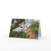 Safari Afrique Mod Chic Classe  Destin Girafe