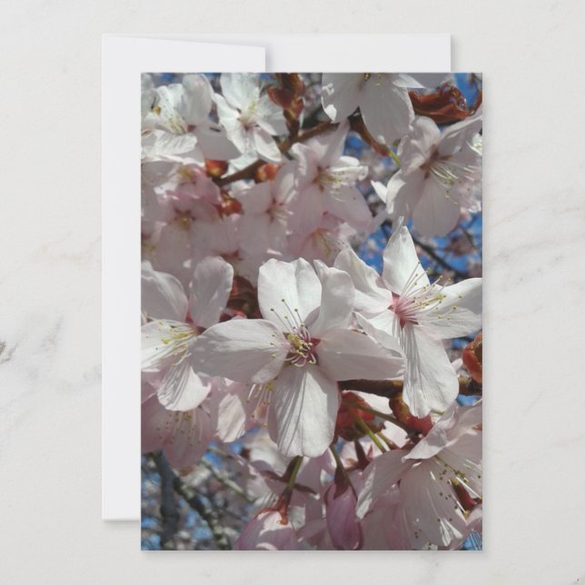 Carte Sakura Tree en fleurs de cerisier vierge (Devant)