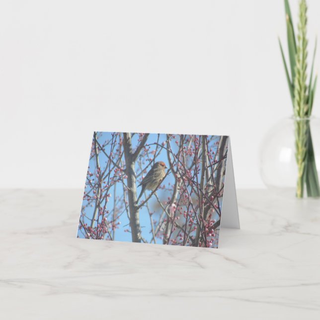 Carte - Salutation - Bruant dans les branches (Devant)