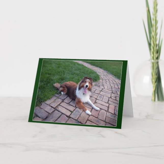 Carte Salutation de chien ou de Sheltie de moutons de (Devant)