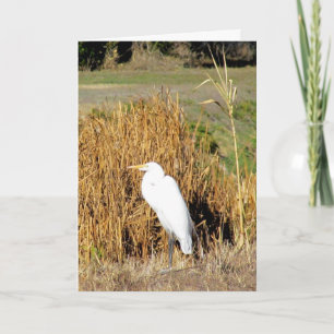 Carte - Salutation - Egret in Grass