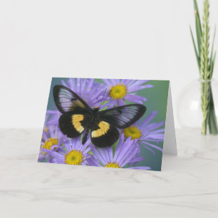 Carte Sammamish Washington, photo du papillon 13