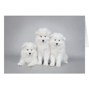 Carte Samoyed chiot