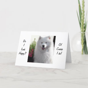 CARTE SAMOYED DIT HEUREUX D'AVOIR "21"