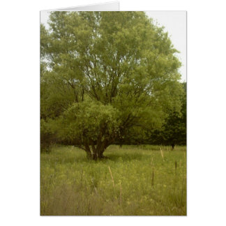 Carte sans frontière d'arbre de prairie
