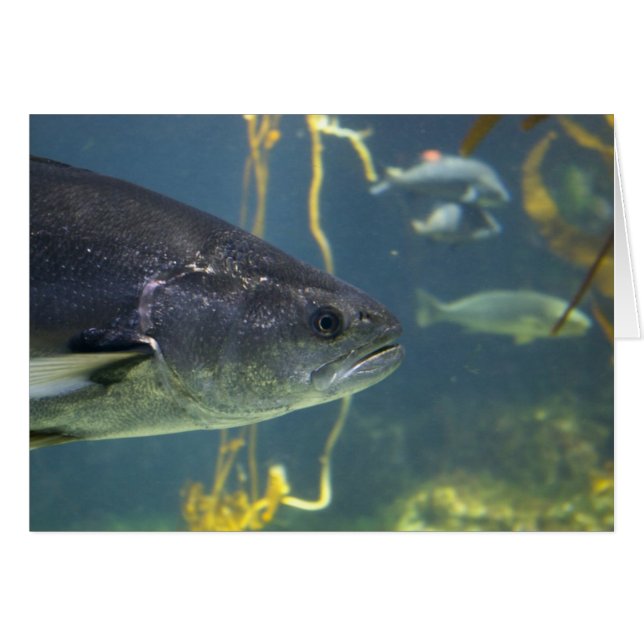 Carte Saumon argent (Devant horizontal)