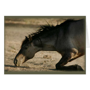 Carte sauvage de roulement d'étalon