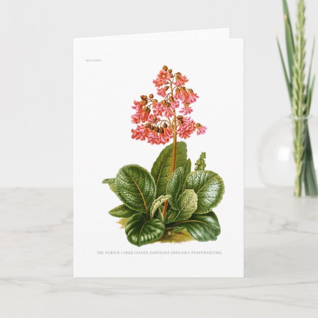 Carte Saxifrage pourpre (Devant)