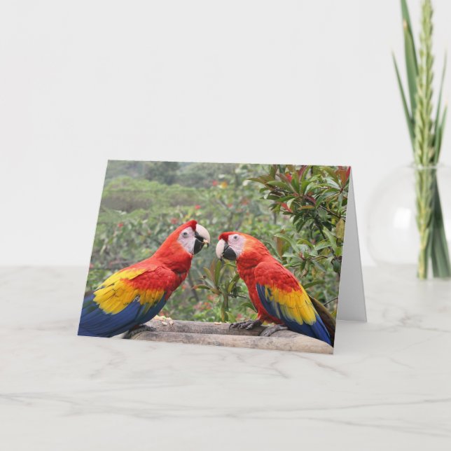 Carte Scarlet Mackaws (Devant)