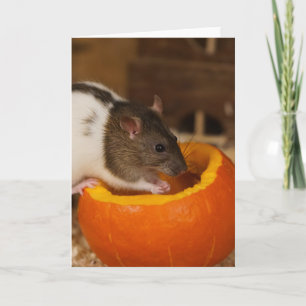 Carte scary Black Hooded rat eating pumpkin seeds